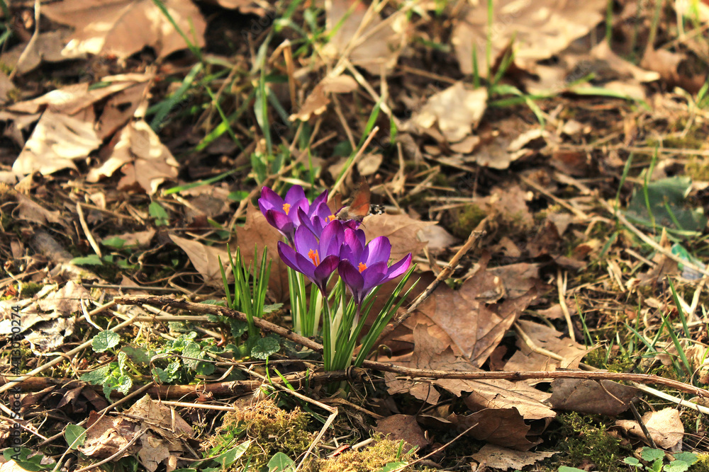 blooming purple crocuses in spring blooming purple crocuses in spring