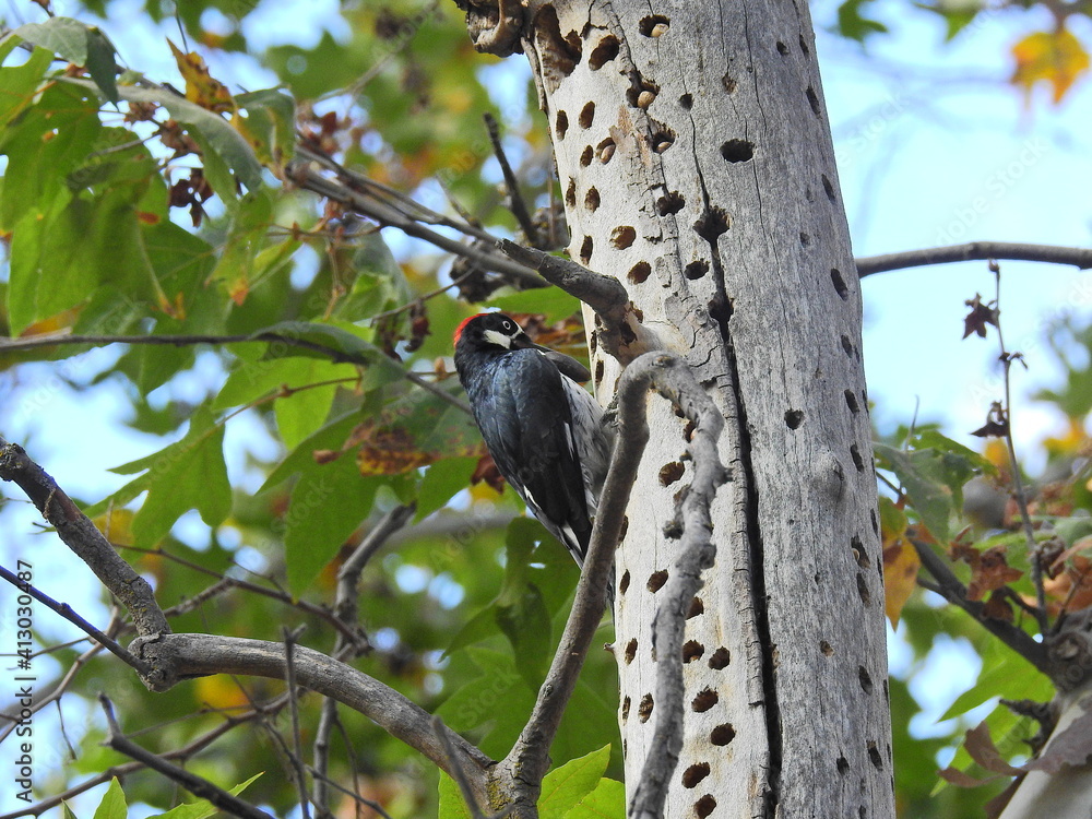 Φωτογραφία Acorn woodpecker storing acorns, as food for a later day, in the holes of oak trees, in the Sequoia National Forest, California