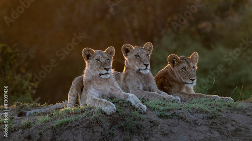 Africa  Kenya  Maasai Mara National Reserve. Close-up of three resting lionesses.