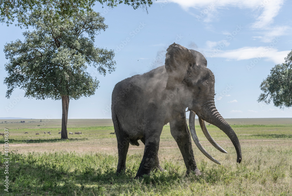 Obraz premium Africa, Kenya, Maasai Mara National Reserve. Elephant taking dust bath.
