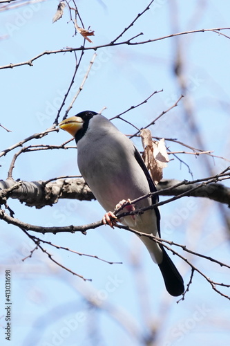 japanese grosbeak on the branch