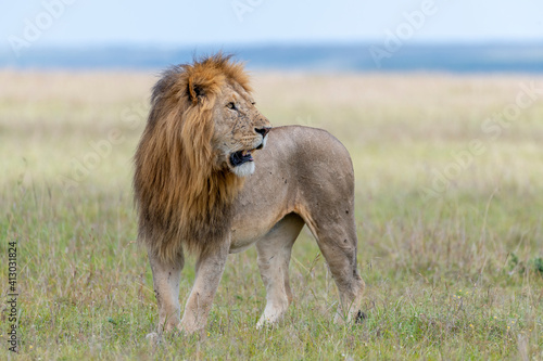 Fototapeta Naklejka Na Ścianę i Meble -  Africa, Kenya, Maasai Mara National Reserve. Close-up of walking lion.