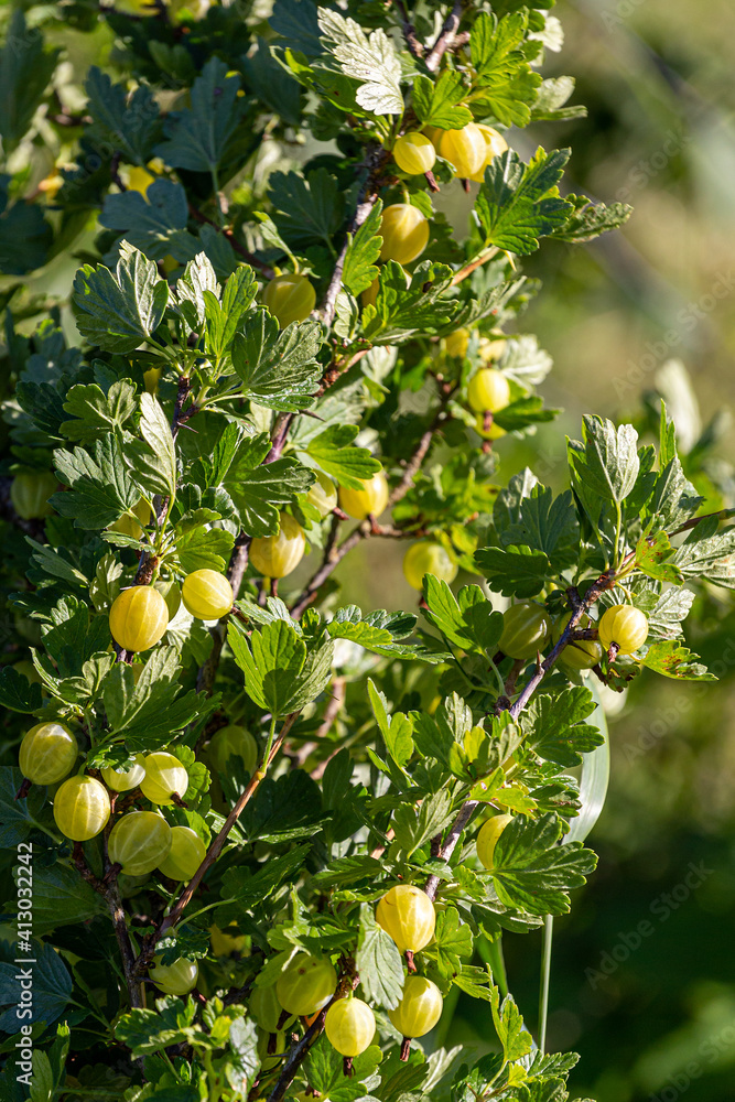 gooseberry bush