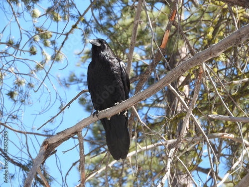 A common raven perched on a branch in the Sequoia National Forest, Sierra Nevada Mountains, California. 