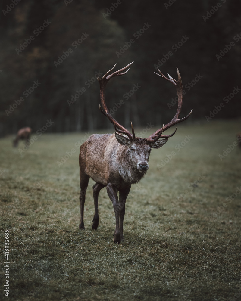Obraz premium Hirsch in düsterer Stimmung.