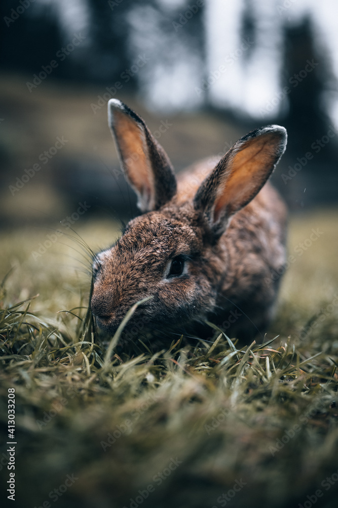 Fototapeta premium Der echte Osterhase. Süße Ohren.