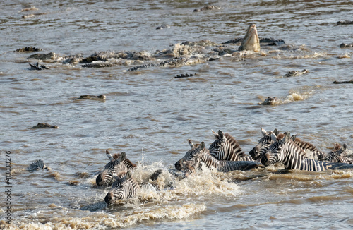 Africa, Kenya, Maasai Mara National Reserve. Nile crocodile attacking zebras crossing Mara River.