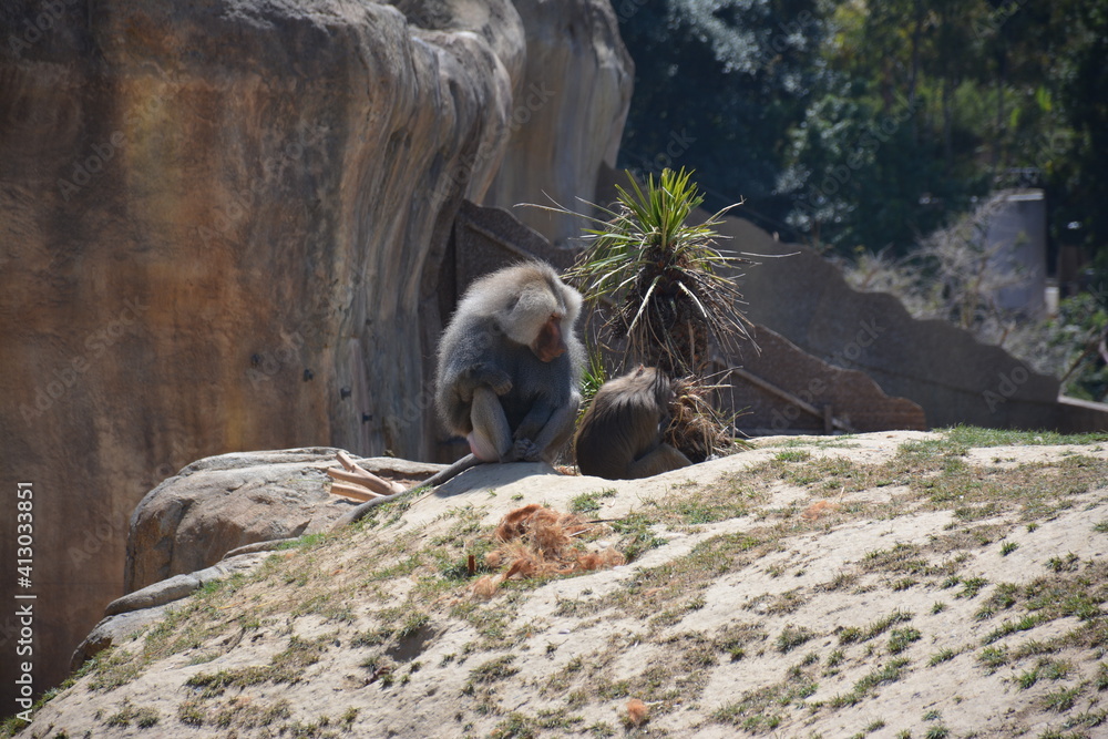 Obraz premium Baboons and monkeys