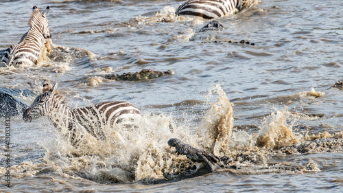 Africa  Kenya  Maasai Mara National Reserve. Nile crocodiles attacking zebras crossing Mara River.