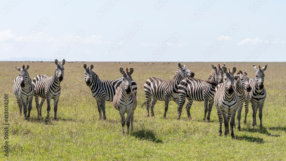 Naklejka premium Africa, Kenya, Maasai Mara National Reserve. Cautious zebras.