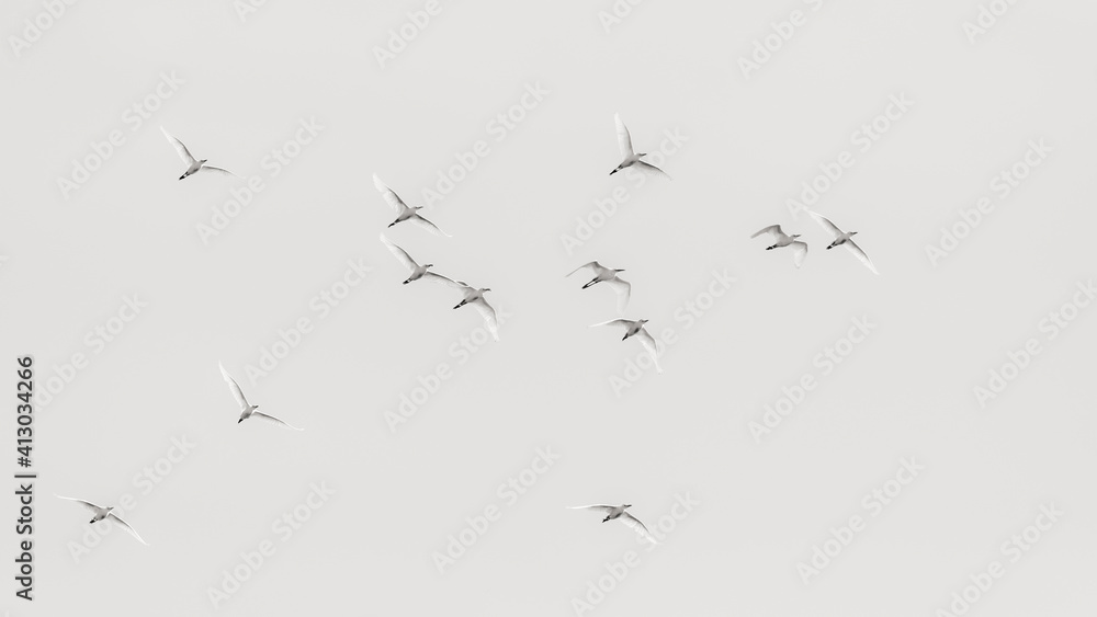 Africa, Kenya, Amboseli National Park. Flock of egrets in flight.