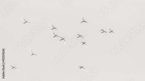 Africa, Kenya, Amboseli National Park. Flock of egrets in flight. © Danita Delimont