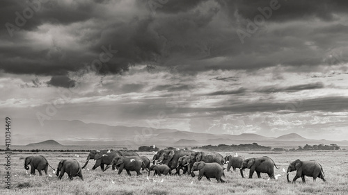 Africa, African elephant, Amboseli National Park. Panoramic of elephant herd walking on plain. © Danita Delimont