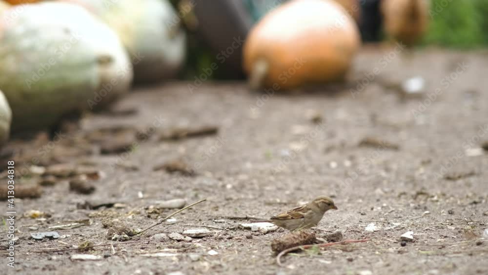 Gray little sparrow bird jumping and looking for food on farm yard. Gray little sparrow bird jumping and looking for food on farm yard.