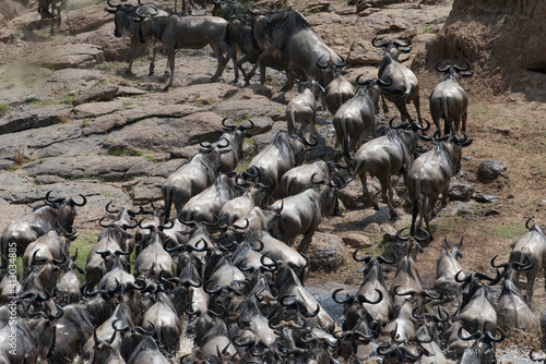 Kenya, Africa. Wildebeest migrate across the Mara River in the Masai Mara.