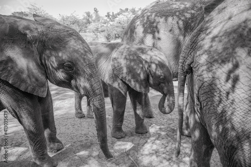 Africa, Kenya, Nairobi, Orphaned baby Elephants (Loxodonta africana) gathered together at David Sheldrick Wildlife Trust during midday feeding photo