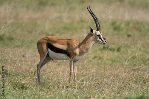 Eland (Taurotragus Oryx), Masai Mara, Kenya.