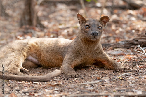 Africa, Madagascar, Kirindy Reserve. A fossa resting in the shade of the forest.