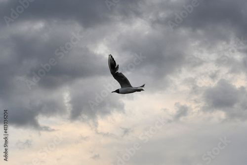A fat seagull flies against the background of a cloudy sky in the late evening.