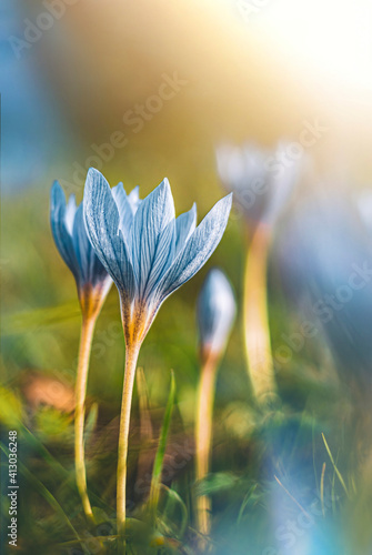 Macro of two blue autumn crocuses (Colchicum autumnale) on a green sunny background. Sun shining in the frame. Shallow depth of field with blurred elements © Macro Viewpoint