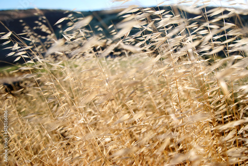 grass in the wind