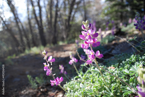 flowers in the garden