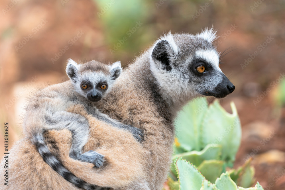 Africa, Madagascar, Anosy, Berenty Reserve. A baby ring-tailed lemur clinging to its mother's back.