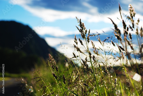 grass and sky