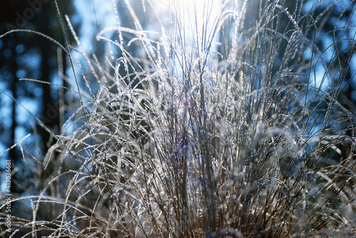 grass in the snow