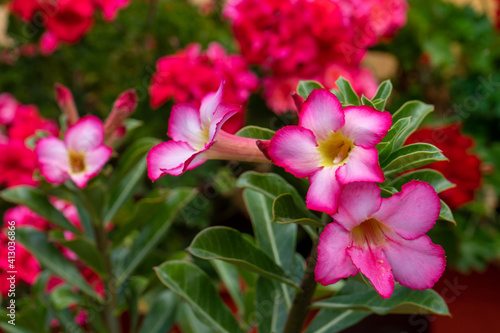 Desert rose (Adenium obesum) with pink flowers. orange flower