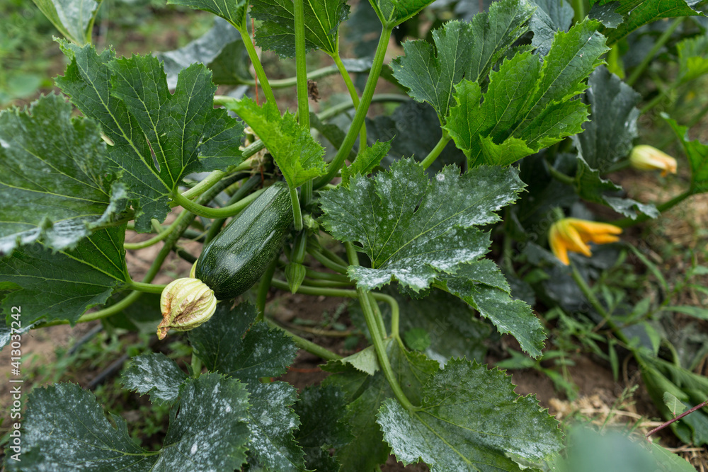 Organic zucchinis and flowers on branch. In a green house of an organic farming. Organic zucchinis and flowers on branch. In a green house of an organic farming.