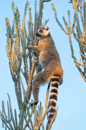 Africa, Madagascar, Anosy, Berenty Reserve. A ring-tailed lemur climbing high in the succulent plant to eat its leaves. photo