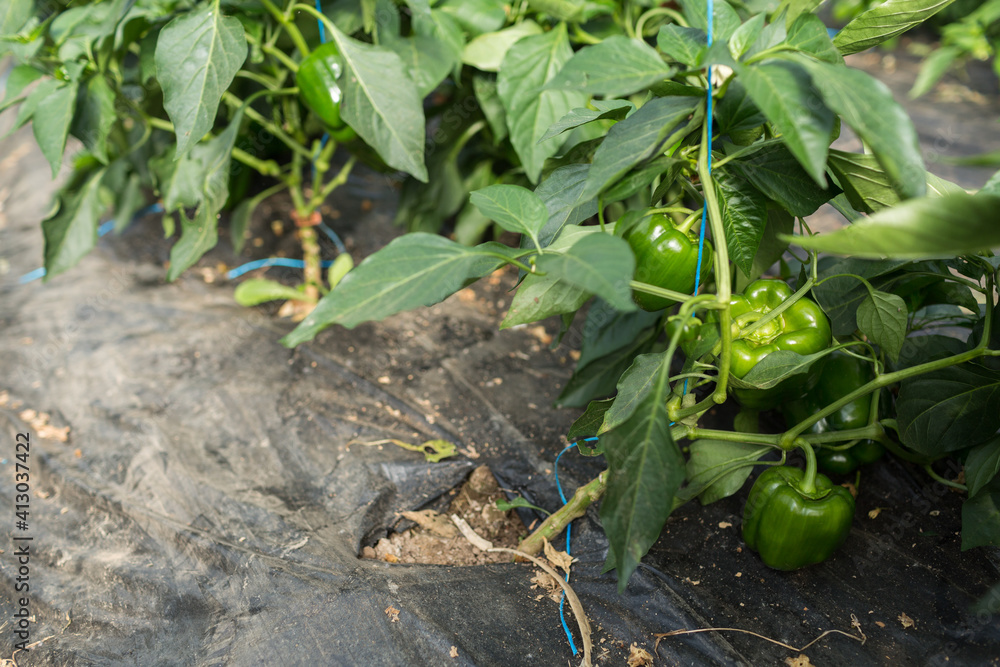 Fototapeta premium Organic green bell pepper or paprika on its branch in a green house of an organic farm.