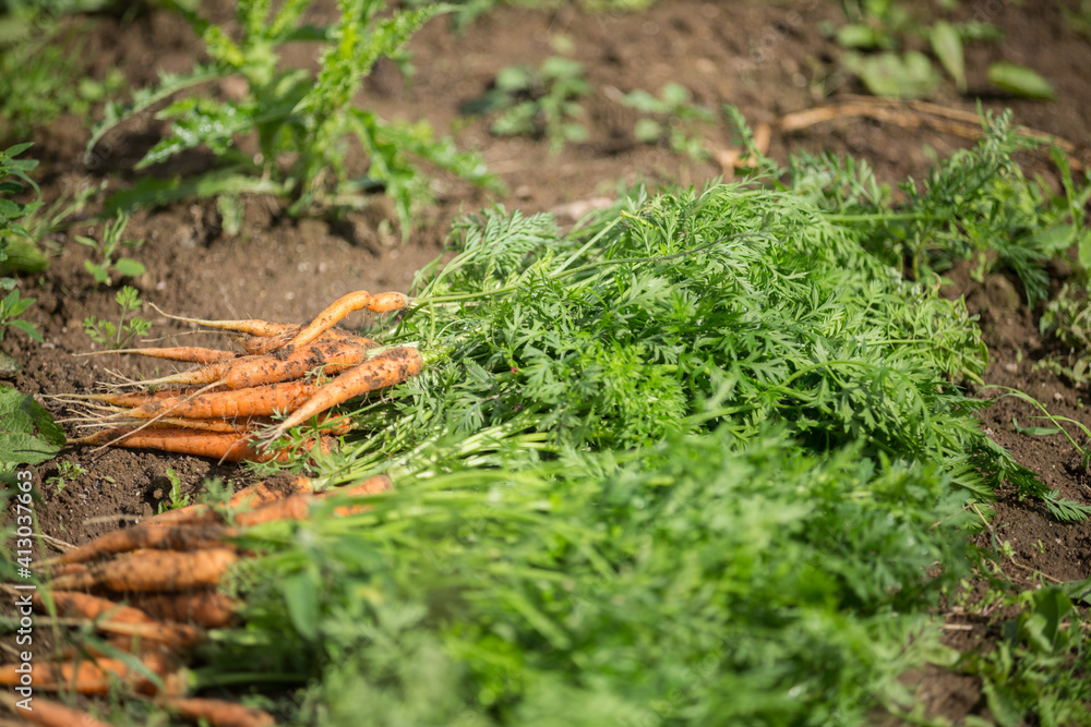 Fresh organic carrots just harvested in an organic farm.