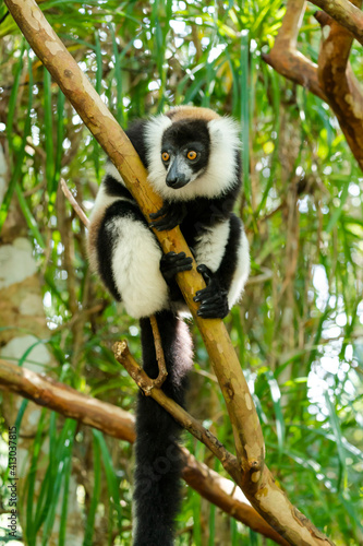 Africa, Madagascar, Lake Ampitabe, Akanin'ny nofy Reserve. A black-and-white ruffed lemur is curious and watching everything. photo