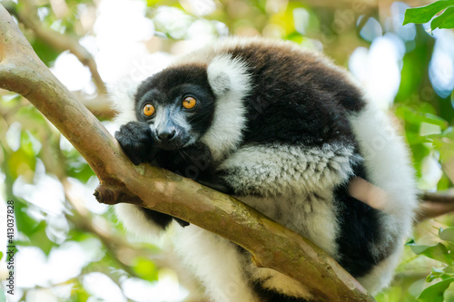 Africa, Madagascar, Lake Ampitabe, Akanin'ny nofy Reserve. A black-and-white ruffed lemur resting on a tree branch. photo