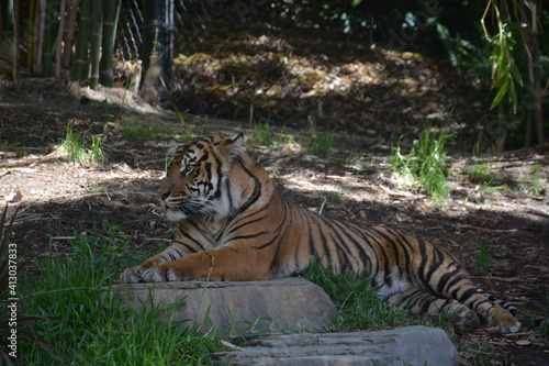 Tiger laying  relaxing at zoo