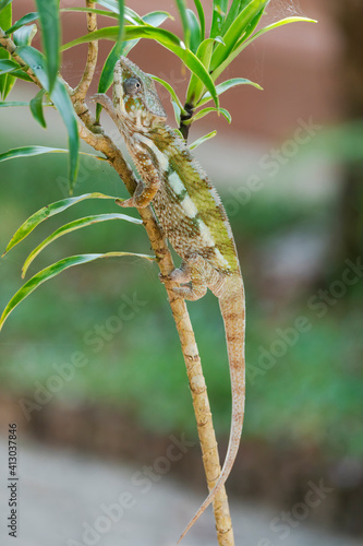 Africa, Madagascar, Lake Ampitabe, Akanin'ny nofy Reserve. A chameleon maneuvering along the trunk of a small bush. photo