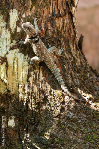 Africa, Madagascar, Lake Ampitabe, Akanin'ny nofy Reserve. A Merrem's Madagascar swift resting at the base of a tree. photo