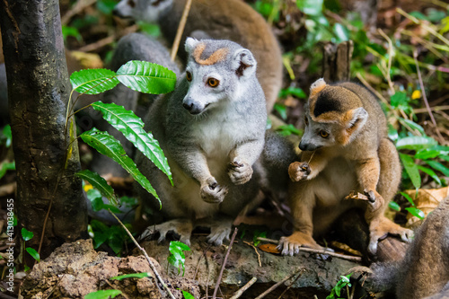 Madagascar, Ankarana, Ankarana Reserve. Crowned lemurs. Mother and child eating bark in the forest. photo