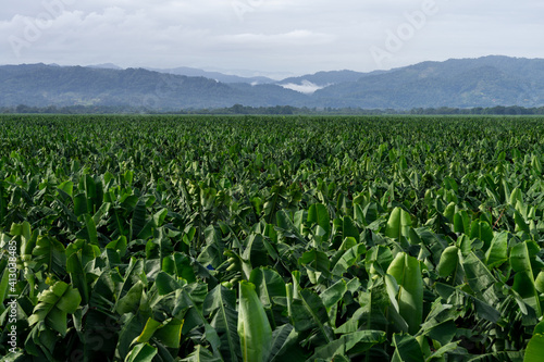 banana plantation in a valley