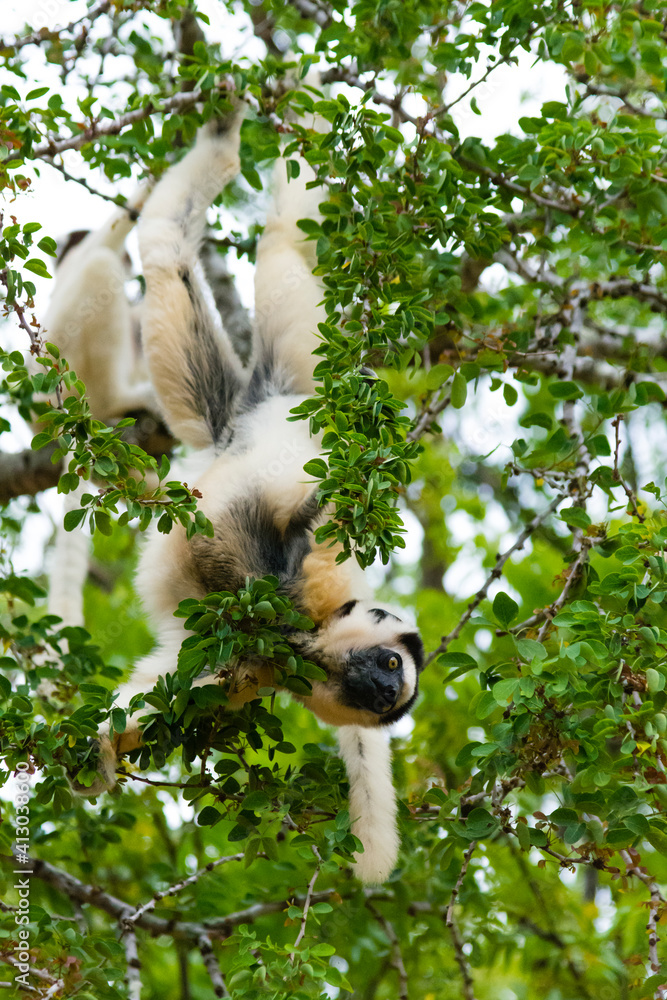 Obraz premium Madagascar, Berenty, Berenty Reserve. Verreaux's sifaka hanging upside-down, eating leaves in a tree.
