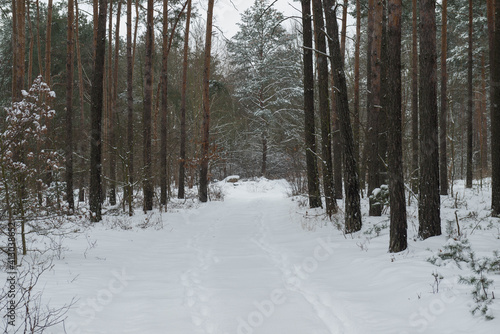 Wallpaper Mural Sosnowy las w śnieżny, zimowy dzień.
 Torontodigital.ca