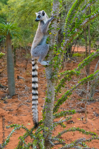 Madagascar, Berenty, Berenty Reserve. Ring-tail lemur eating leaves from a Alluaudia procera tree, being careful of the sharp spines. photo
