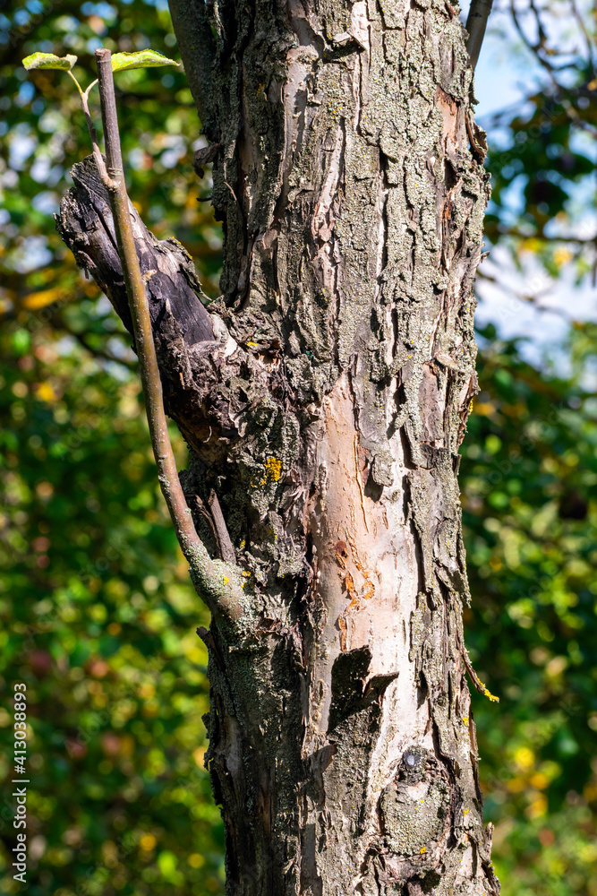 Obraz premium Old bark on a tree