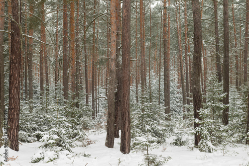 Fototapeta Naklejka Na Ścianę i Meble -  Sosnowy las w śnieżny, zimowy dzień.
