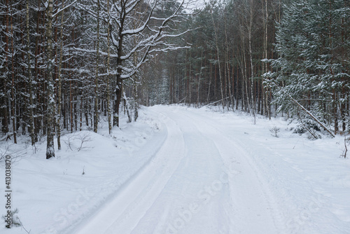 Sosnowy las w śnieżny, zimowy dzień.  © boguslavus