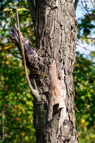 Old bark on a tree