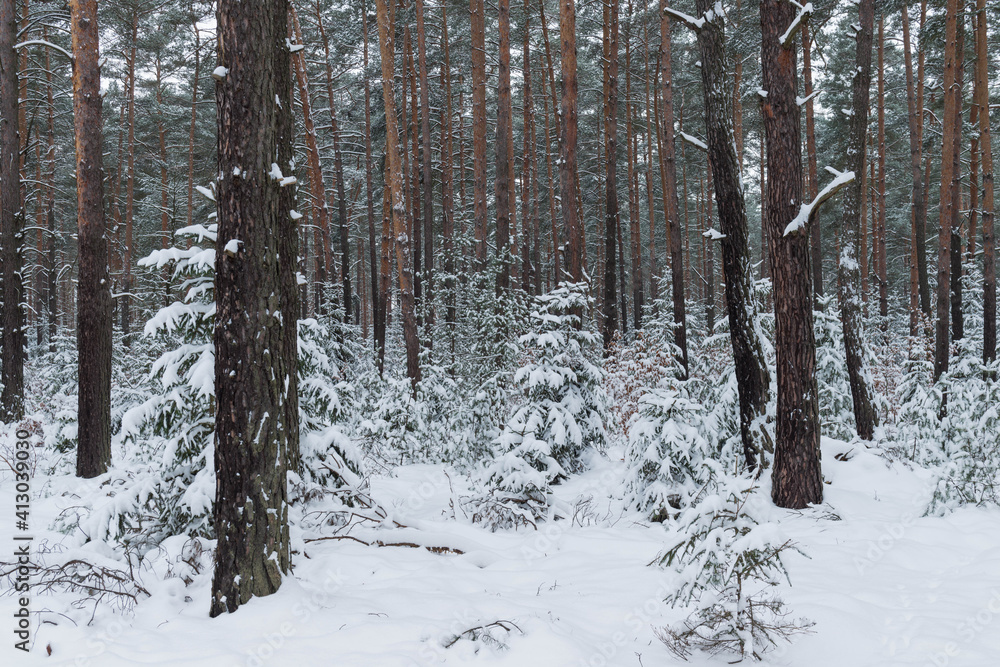 Sosnowy las w śnieżny, zimowy dzień.
Sosnowy las w śnieżny, zimowy dzień.