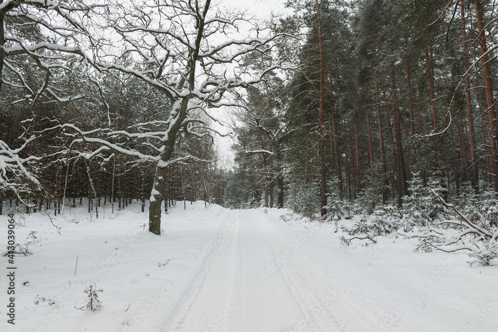 Obraz premium Sosnowy las w śnieżny, zimowy dzień. 